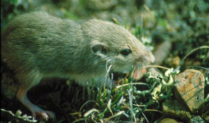 Olive-backed pocket mouse.jpg