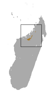 Golden-brown Mouse Lemur area