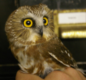 Northern Saw-Whet Owl.jpg