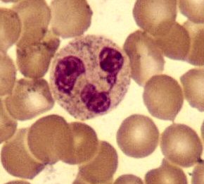 Neutrophil2