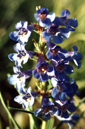 Penstemon angustifolius.jpg