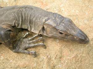 Varanus benghalensis.jpg