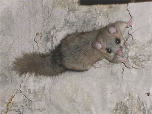 Siebenschlaefer glis glis