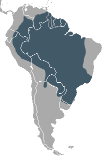 South American Coati area.png