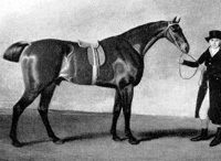 Sir Harry, Derby winner.jpg