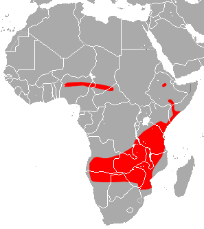 Striped Leaf-nosed Bat area.png