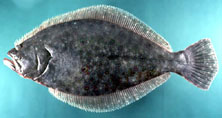 Summer flounder photo4.jpg