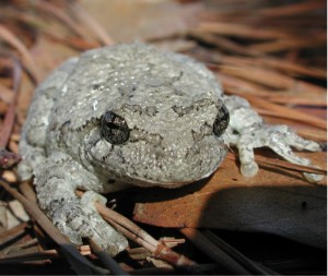 Hyla gray treefrog