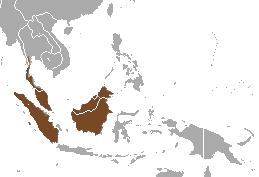 Banded Palm Civet area.png