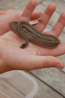 Eastern Brown Snake