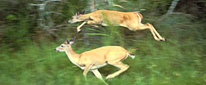 R1 white-tailedDeer.jpg