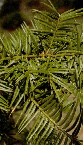 Torreya taxifolia