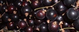 Blackcurrants