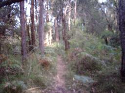 Mount Kembla summit track