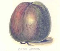 Ord's Apple