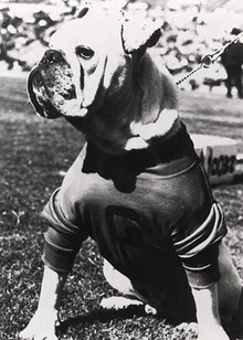 Uga I mascot.jpg