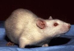 Albino Rat