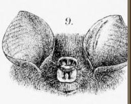 Hipposideros bicolor illustration.jpg