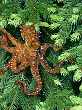 Pacific Northwest tree octopus