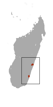 Jolly's Mouse Lemur area