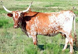 Texas Longhorn