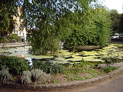 Clapton ponds