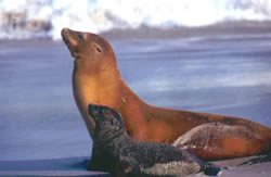 Sea lion mother and pup