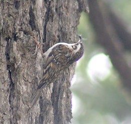 Hodgson's Treecreeper I IMG 3315.jpg