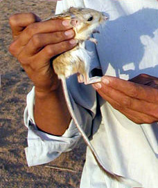 Banner-tailed kangaroo rat