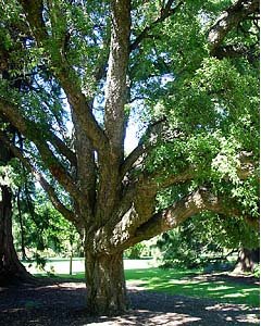 Cork tree