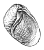 Erinna newcombi shell