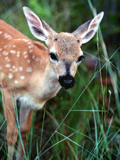 Keydeer2