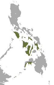 Little Golden-mantled Flying Fox area.png