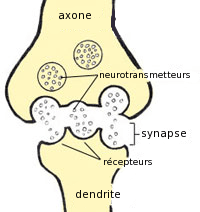 Synapse