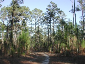 Longleaf 8246