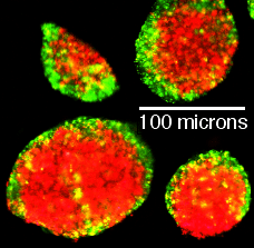 P19 cell sorting out