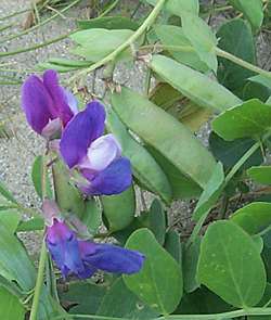 Beach pea.jpg