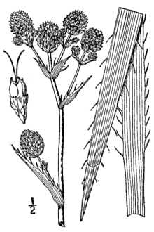 Eryngium aquaticum.jpg