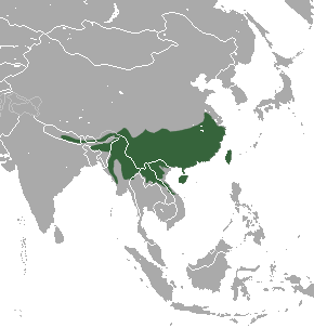 Chinese Pangolin area.png