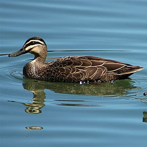 Pacificblackduck