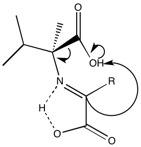 L alpha methyl amino acid protonation