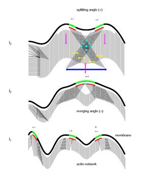 Collective Mechanism of Cell Motion