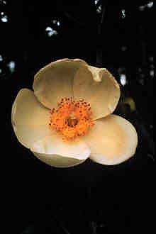 Gordonia lasianthus.jpg