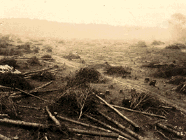 Lake Murray land clearing