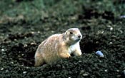 Townsend's ground squirrel.jpg