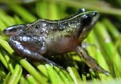 Microfrog Microbatrachella capensis - Cape Town.jpg