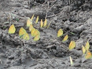 Eurema nicippe clustering