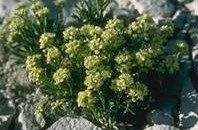 Lepidium barnebyanum.jpg