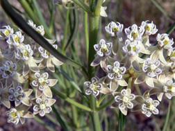 Asclepias subverticillata.jpg