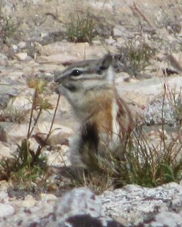 Alpine chipmunk (Tamias alpinus).jpg